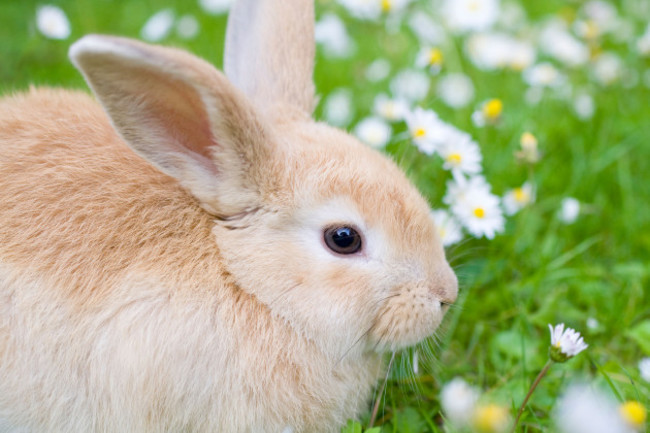 young-lop-eared-rabbit-on-lawn-surrounded-by-wild-flowers