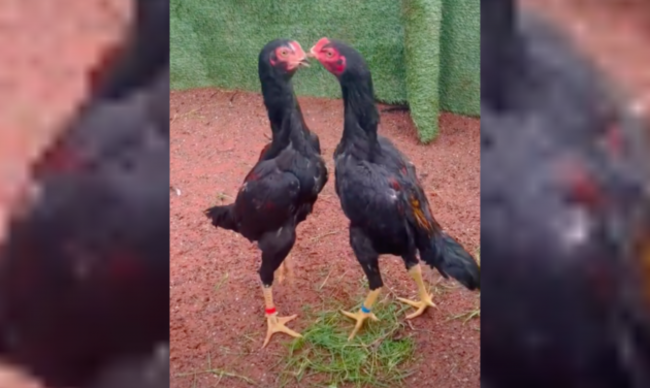 Two chickens squaring off with their beaks against each other.