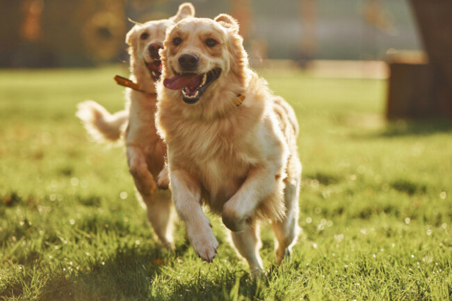 runningtogether-twobeautifulgoldenretrieverdogshaveawalk