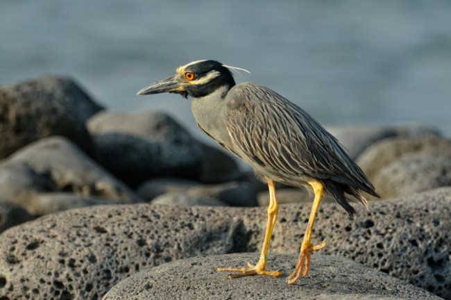 yellow-crowned-night-heron-nyctanassa-violacea-galapagos-islands-national-park-santa-cruz-island-las-bachas-beach-ecuador