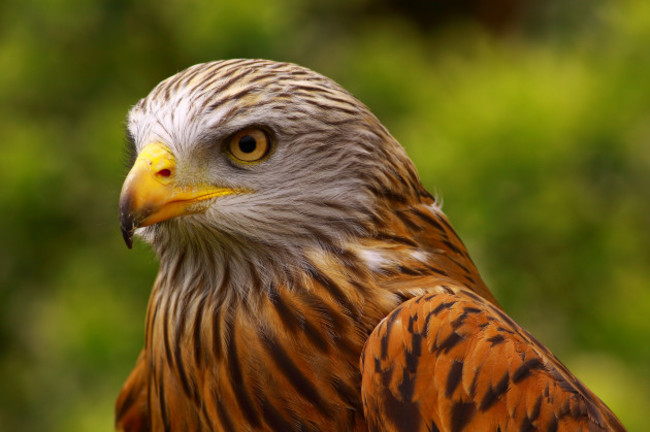 red-kite-milvus-milvus-head-shot-portrait-close-up-bird-of-prey-captive-bird