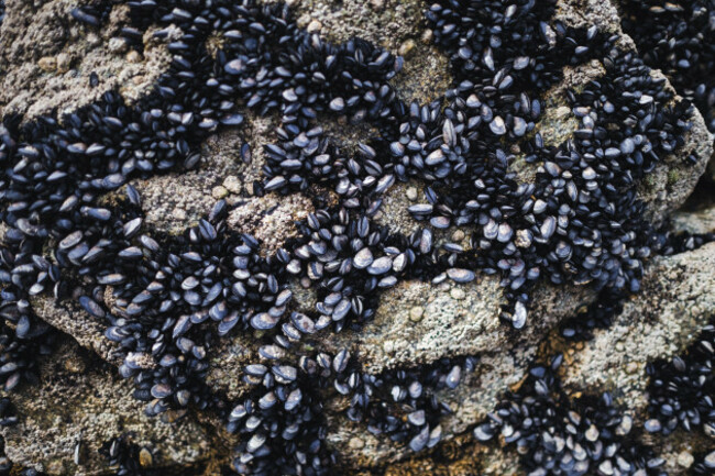 natural-formations-and-diverse-seabed-sediments-with-shells-revealed-during-an-ocean-tide