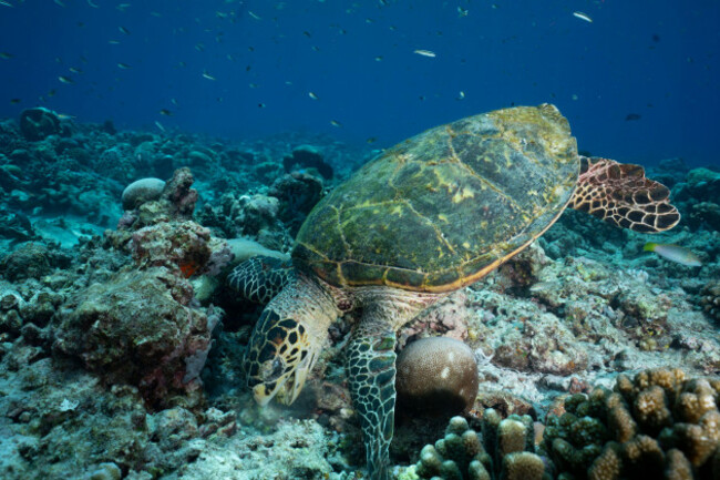 a-hawksbill-sea-turtle-actively-feeding-on-the-vibrant-corals-of-a-bustling-reef-the-turtles-intricately-patterned-shell-contrasts-strikingly-agains