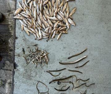 fish-kill-cover-pic_0