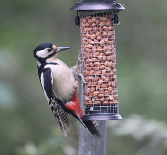 LR FEMALE WOODPECKER   7050