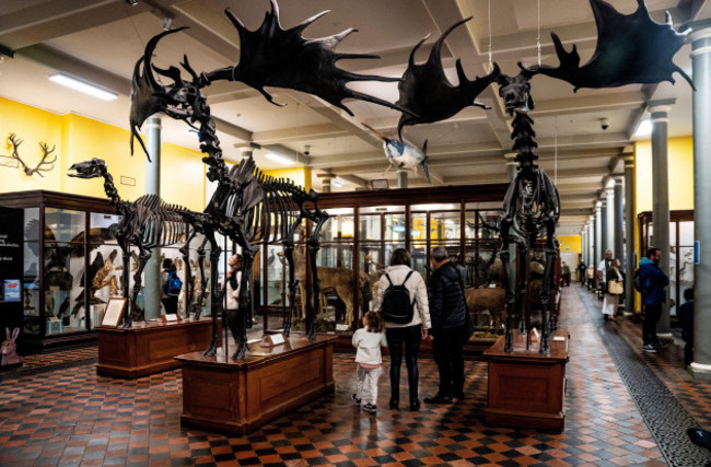 ground-floor-of-national-museum-of-ireland-natural-history-also-called-the-dead-zoo-with-a-skeleton-of-giant-irish-deer-in-merrion-street-dublin