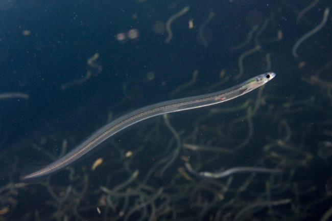 young-european-eel-anguilla-anguilla-elvers-or-glass-eels-caught-migrating-up-rivers-from-the-bristol-channel-swimminguk