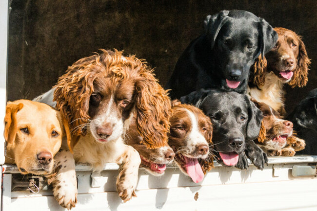 eight-field-dogs-looking-out-of-the-back-of-a-truck