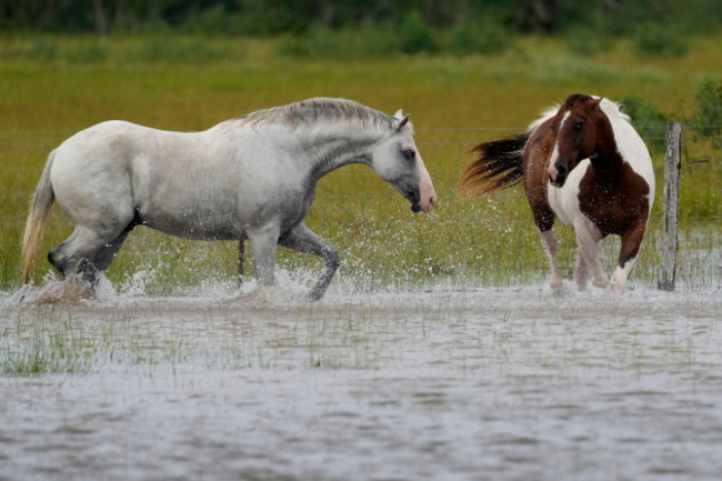horses-walk-through-a-flooded-field-after-beryl-moved-through-the-area-monday-july-8-2024-in-matagorda-texas-the-national-hurricane-center-said-damaging-winds-and-flash-flooding-will-continue-as