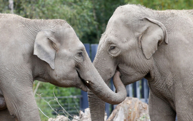 482018-dublin-zoo-senes