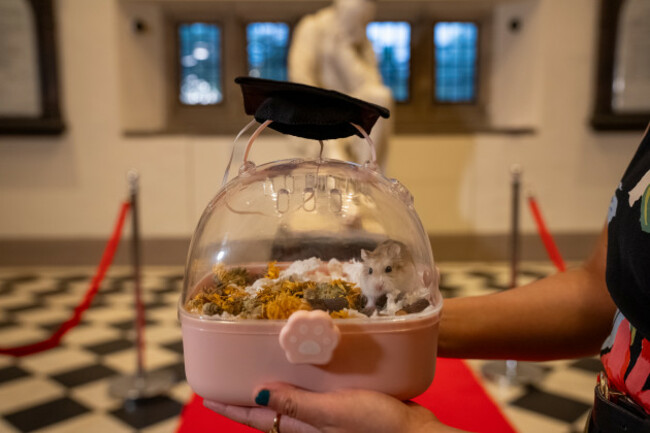 Dwarf Hamster Peaches