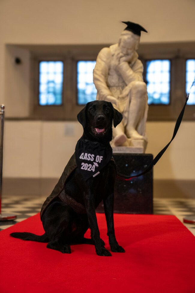 Sammy the Black Labrador