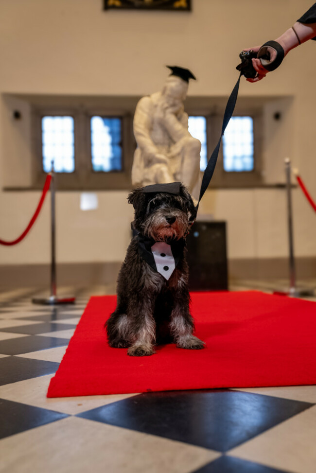 Otto the eight month old miniature schnauzer