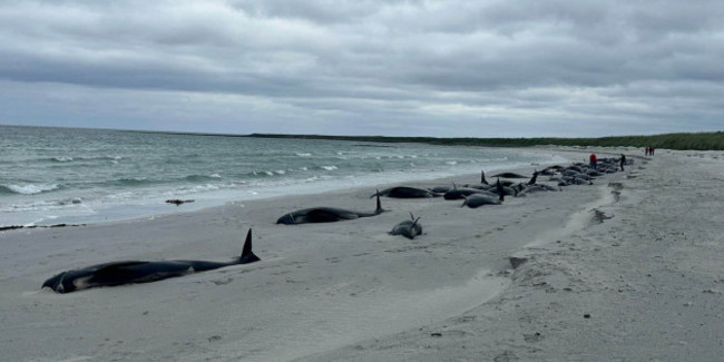 whales stranded