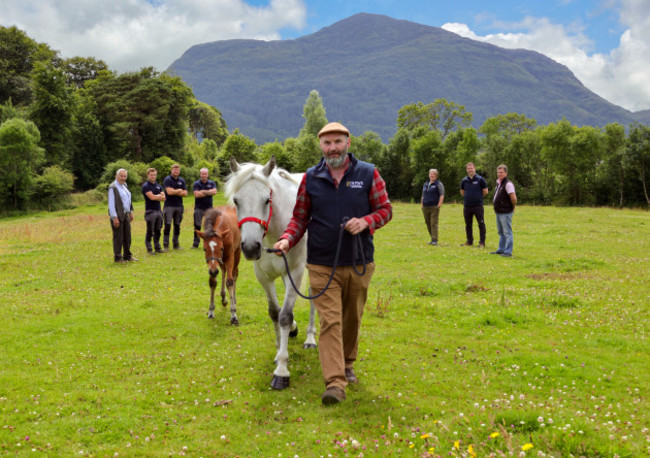 Connemara Ponies arrive Muckross5