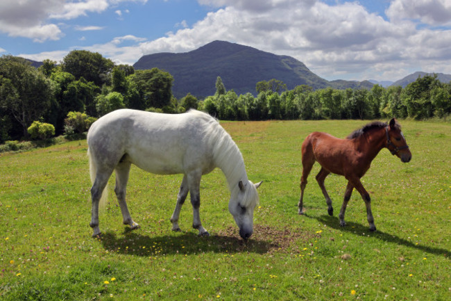 Connemara Ponies arrive Muckross2