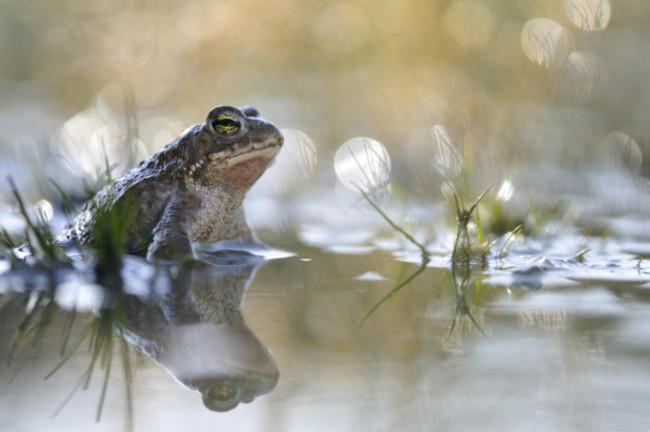 natterjack-toad