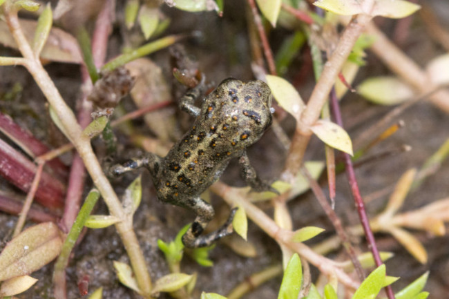 natterjack-toadlet-epidalea-calamita-just-emerging-from-a-pond-on-a-hampshire-heathland-site-after-a-late-spawning-england-uk