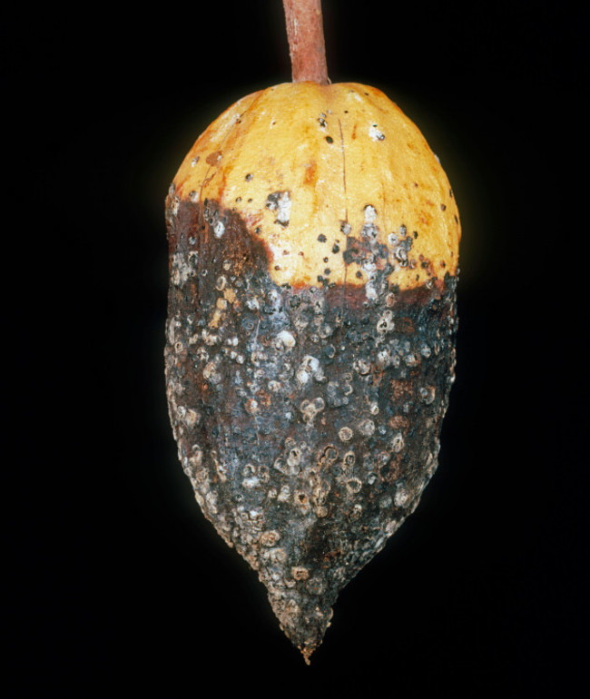 black-pod-phytophthora-palmivora-infected-cocoa-pod-after-helopeltis-damage-malaysia