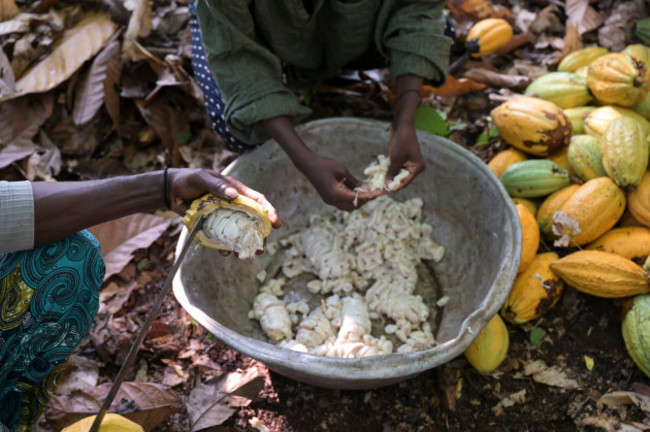 ghana-suhum-smallholder-organic-cocoa-farm-cocoa-harvest-the-cocoa-pods-are-openend-and-the-beans-will-be-fermented-for-seven-days-ghana-suhum-kleinbauern-bei-bio-kakao-ernte-die-kakaofrucht