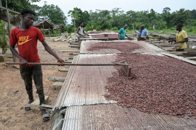 ivory-coast-village-azaguie-cocoa-farming-drying-of-cocoa-beans-after-fermentation-elfenbeinkueste-dorf-azaguie-farm-des-kakaobauer-ambroise-nkoh-trocknung-der-fermentierten-kakaobohnen