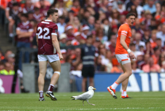 an-injured-seagull-on-the-pitch-during-the-game