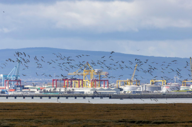 light-bellied-brent-geese-branta-bernicla-hrota-flying-across-dublin-port-near-north-bull-island-large-flock-winter-migrant-brant-goose-ireland