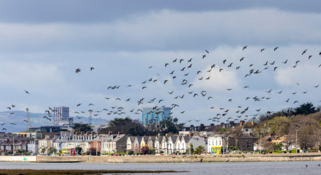 light-bellied-brent-geese-branta-bernicla-hrota-flying-near-bull-island-and-st-annes-park-winter-migrant-brant-goose-in-flight-dublin-ireland