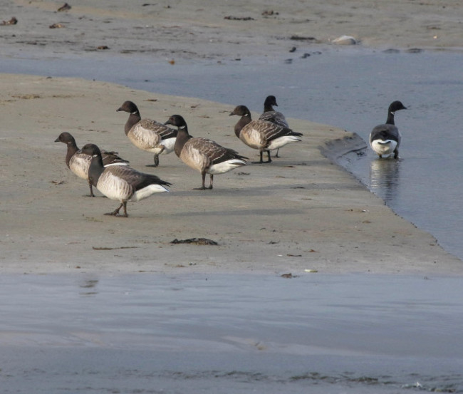 a-small-group-of-brent-geese-on-a-sandy-beach-at-the-coast