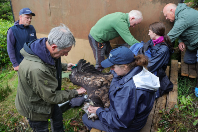 KNP White Tailed Eagle Tagging8