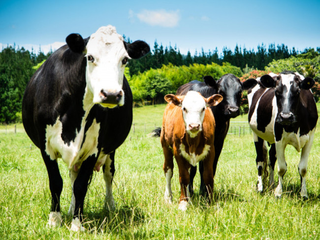 cattle-farm-hereford-friesian-cross-image-shot-2013-exact-date-unknown