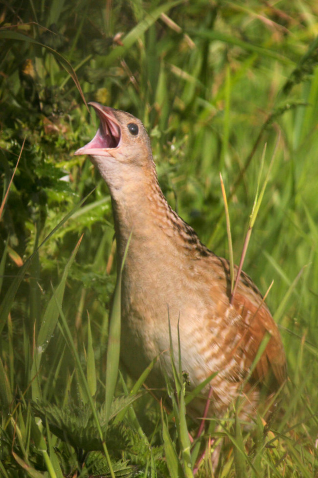 corncrake-crex-crex-calling-tory-island-county-donegal-ireland-june-2009