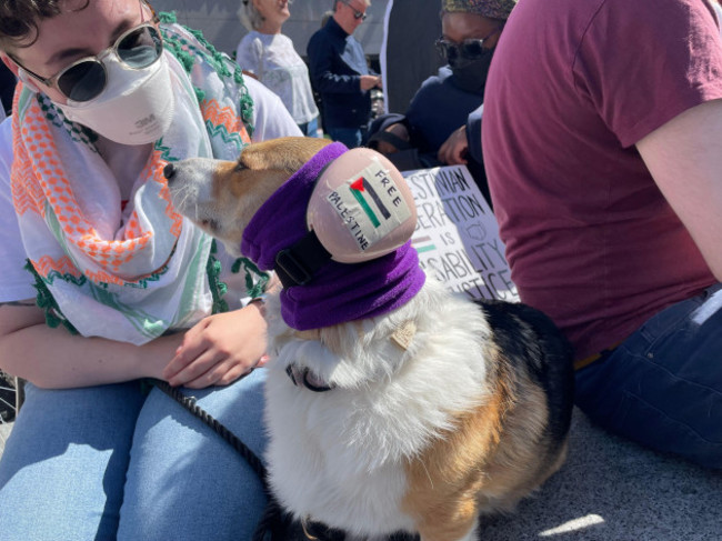 angela-mazzocco-and-her-dog-beesly-at-a-pro-palestine-protest-in-dublin-picture-date-saturday-august-24-2024