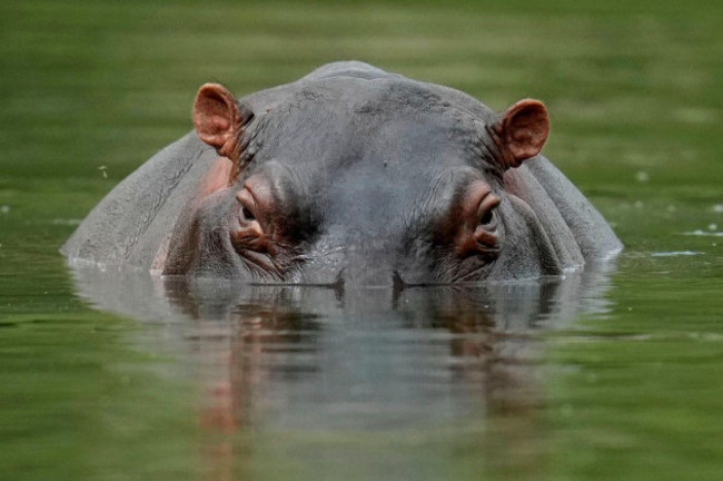 a-hippo-floats-in-the-lagoon-at-hacienda-napoles-park-once-the-private-estate-of-drug-kingpin-pablo-escobar-who-decades-ago-imported-three-female-hippos-and-one-male-in-puerto-triunfo-colombia-wedn