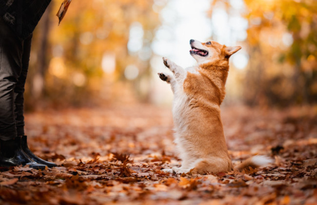 dogdoingtrickinaautumnforestwelshcorgipembroke