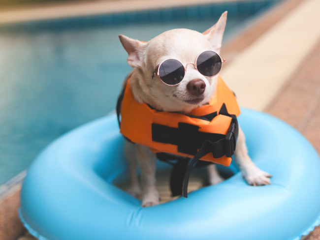 portraitofacutebrownshorthairchihuahuadogwearing