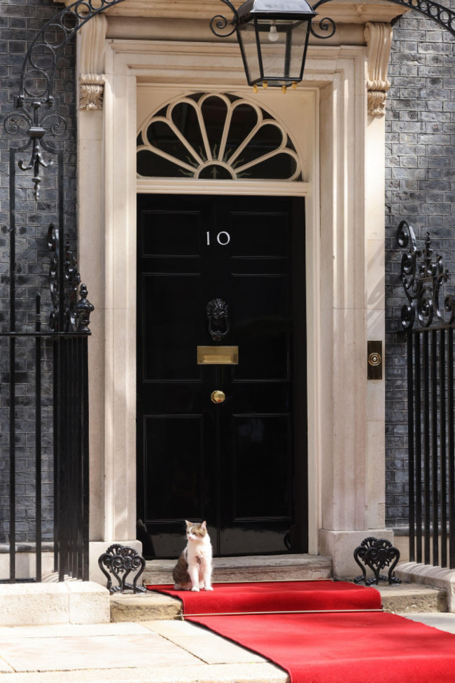 london-uk-10th-july-2023-larry-the-resident-and-much-photographed-no-10-downing-street-cat-enjoys-the-red-carpet-laid-out-for-usa-president-joe-bidens-imminent-arrival-before-being-unceremonious