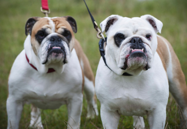 two-white-and-fawn-english-bulldogs-on-leads-looking-upwards-england