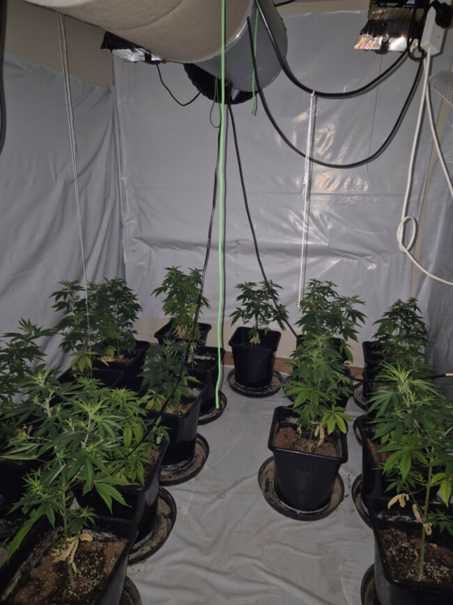 Photo of the Cannabis Plants