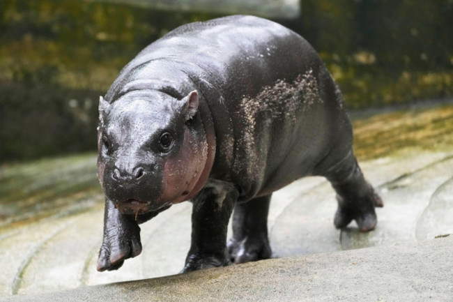 two-month-old-baby-hippo-moo-deng-walks-at-the-khao-kheow-open-zoo-in-chonburi-province-thailand-thursday-sept-19-2024-ap-photosakchai-lalit