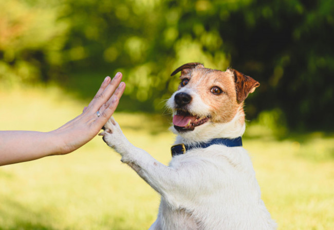 dog-gives-paw-to-a-woman-making-high-five-gesture