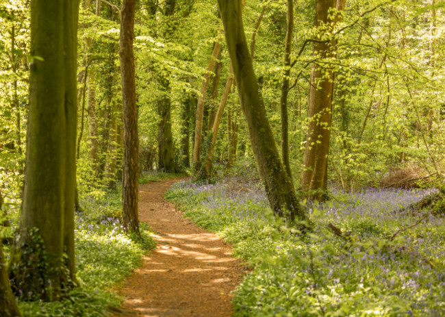 Bluebells in Coillte's Killinthomas Wood