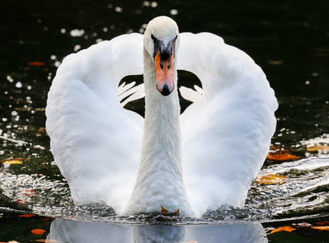 Swans in Stephens Green-5