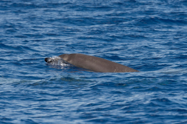 sowerbys-beaked-whale-mesoplodon-bidens-juvenile-surfacing-rare-unusual-image-azores-atlantic-ocean