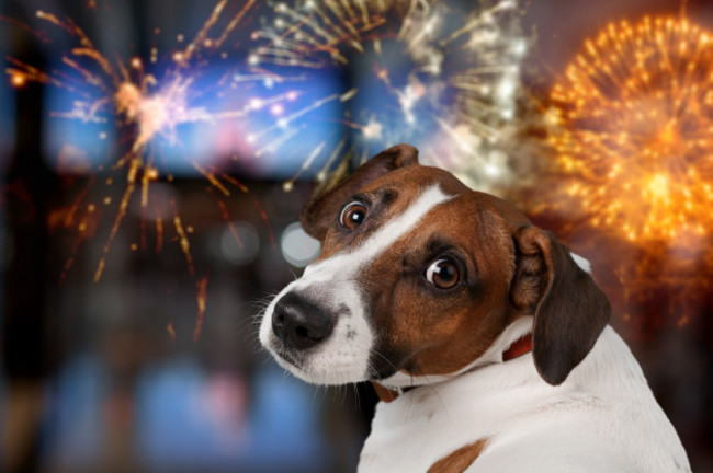 cutedomesticdoglookingonthefireworks