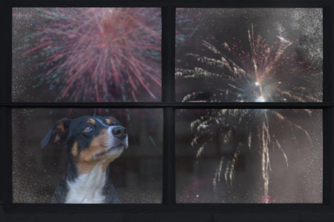 doglooksoutthewindowandwatchingthefireworksappenzeller