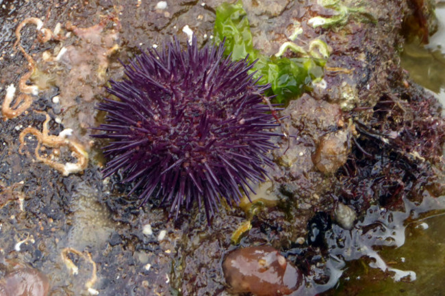 Purple sea urchin - round shaped sea animal with purple spikes, sitting on a rock just out of the tidal water.