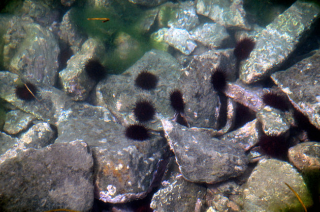 10 purple urchins scattered along grey rocks at the bottom of the lough, with green algae visible nearby.