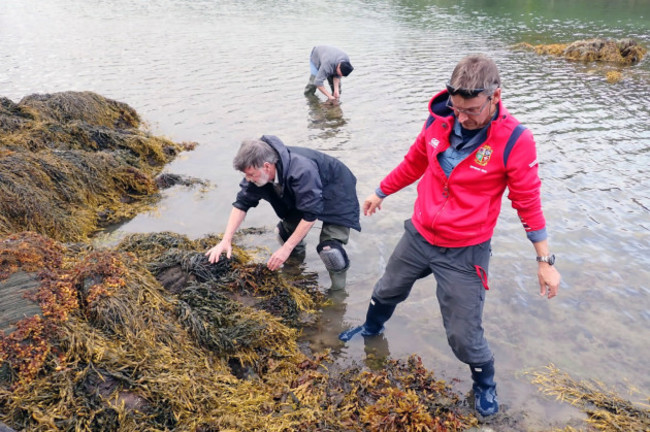 Three scientists standing in the water near the edge of the lough. Brown seaweed is visible on the rocks they are standing beside.