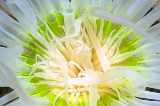 A white sea anemone which is bright green near its centre.
